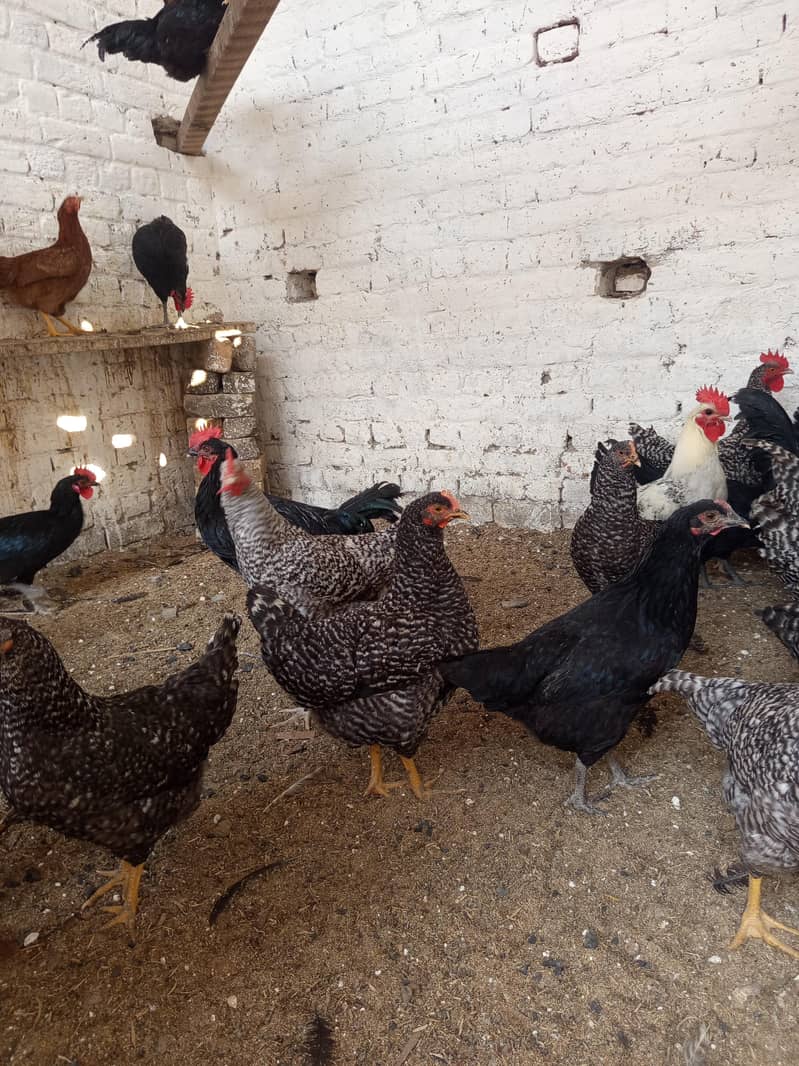 بریڈر کوالٹی بلیک آسٹرالورپ اور پلائی مائوتھ راک 6