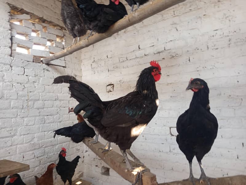 بریڈر کوالٹی بلیک آسٹرالورپ اور پلائی مائوتھ راک 8