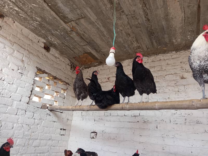 بریڈر کوالٹی بلیک آسٹرالورپ اور پلائی مائوتھ راک 9