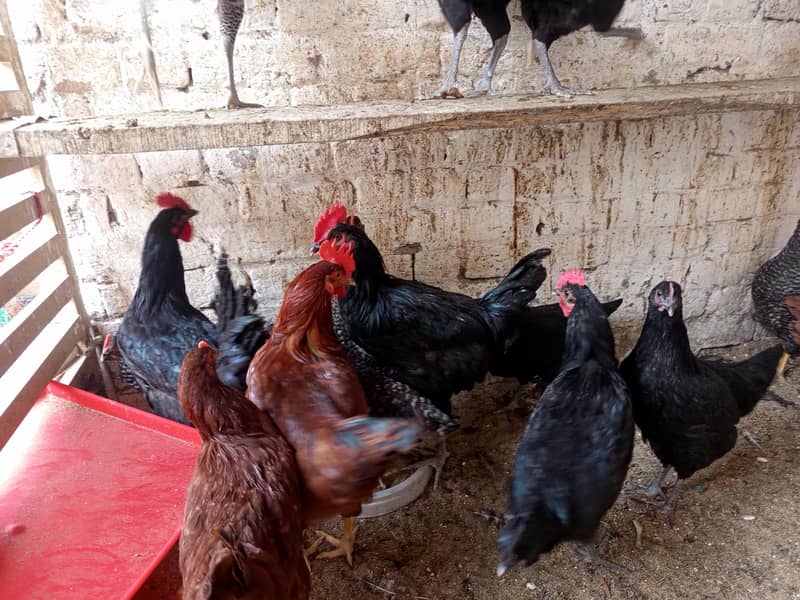 بریڈر کوالٹی بلیک آسٹرالورپ اور پلائی مائوتھ راک 10