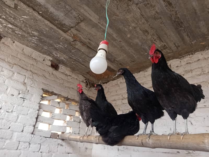 بریڈر کوالٹی بلیک آسٹرالورپ اور پلائی مائوتھ راک 11