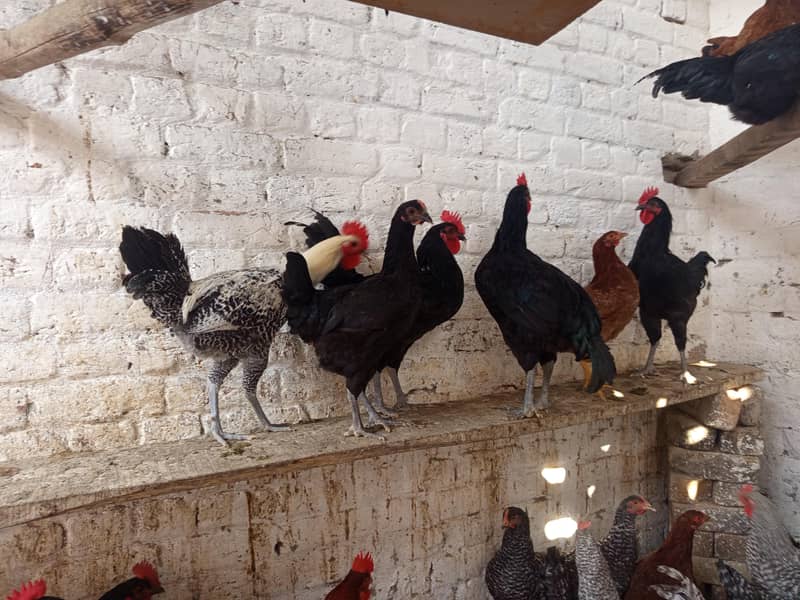 بریڈر کوالٹی بلیک آسٹرالورپ اور پلائی مائوتھ راک 13