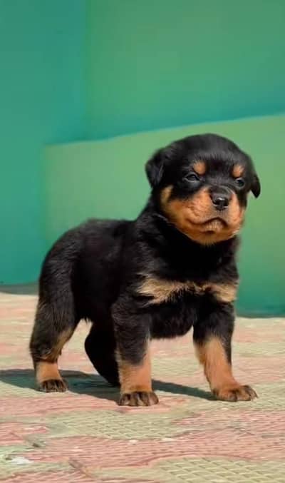 Rottweiler pappi mail for sale