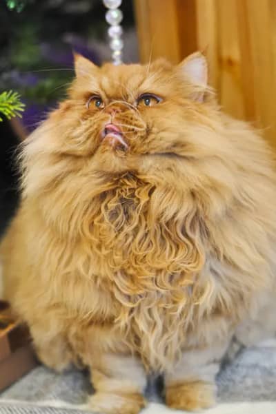 Bread Persian triple Court male WhatsApp number 03135596757