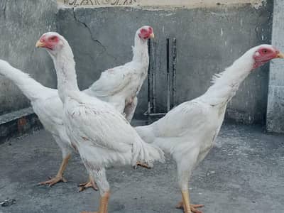 White shamoo 3 females 1 male