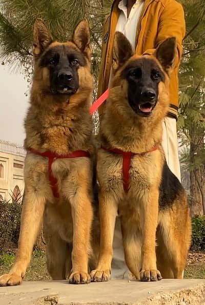 German shepherd dogs