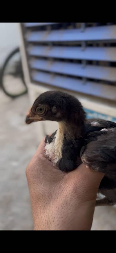 Aseel chichk available