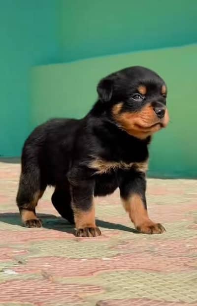 Rottweiler puppy mail for sale