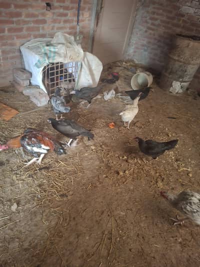 aseel or desi murgiya kr or mugy