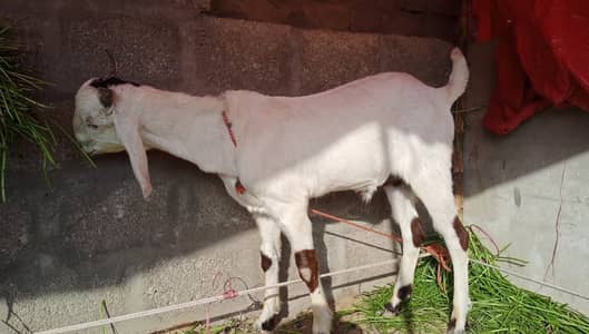 Ablak Bakra For Sale / Healthy & ActIve / Beautiful Bakra / 2 bakre h
