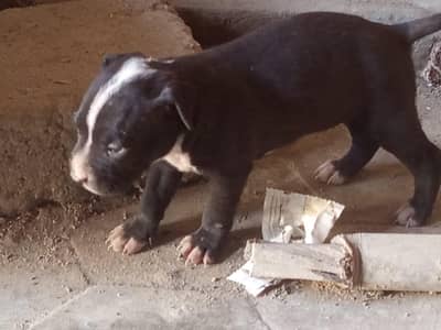 pitbull sell