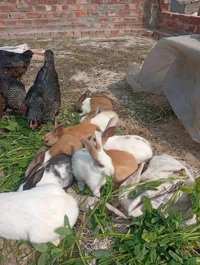 babies of rabbits white black full white white brown