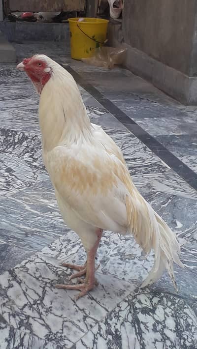 Pure millanwali aseel murgha For sale urgent