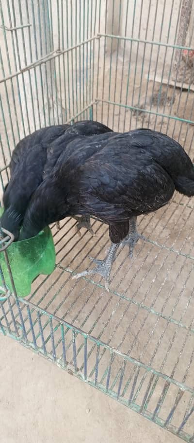 Turkish dragon chiks