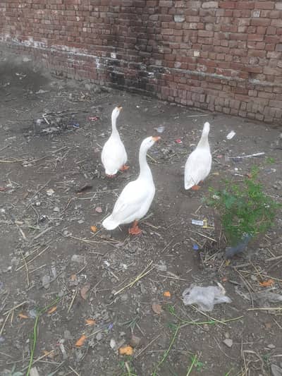 Duck for sale My no: 0/3/2/3/4/9/1/1/2/8/9