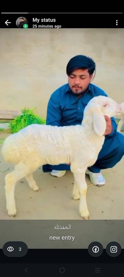 male pure turkey breed