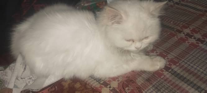 Persian male  cat 5 month