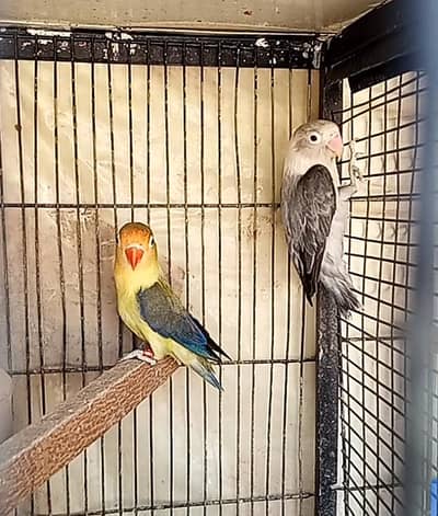 love birds for sell see details