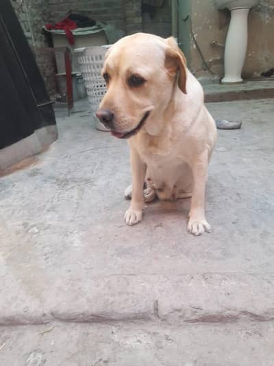 Labrador female British