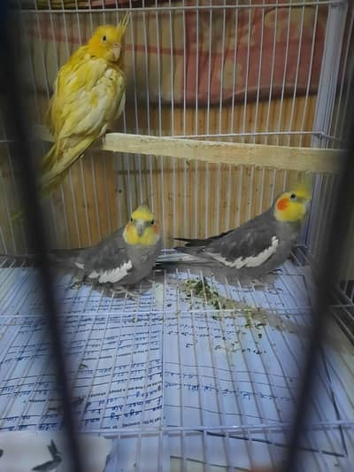 A grey pair of cocktails in just 5000 with a baby cocktail also