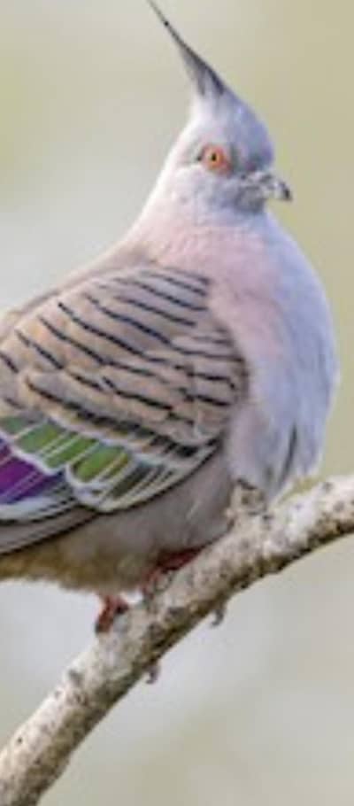 crusted dove male exchange for female