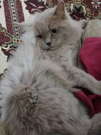 Male Persian Cat- Golden (Triple Coat) Doll Face, Call 0312,6878,904