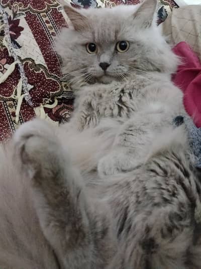 Male Persian Cat- Golden (Triple Coat) Doll Face, Call 0312,6878,904