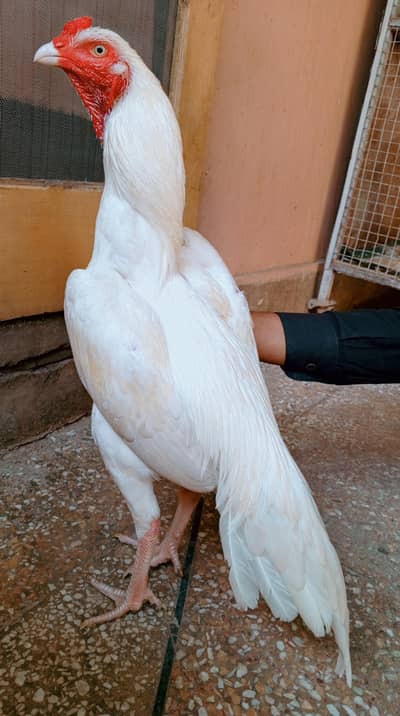 aseel murga Heera 03498200770