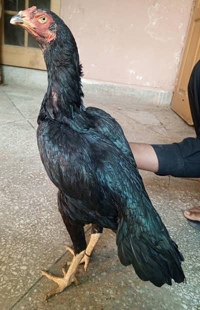 aseel murgi mushki lassani  03498200770