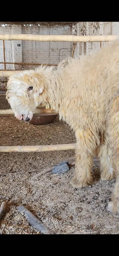 Mundra /chatra/sheep/male/ goat/bakra/bakri