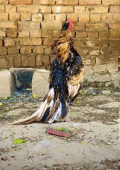 amroha aseel chicks for sale