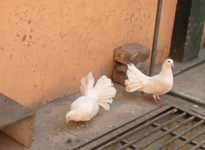 lucky pigeons kabootar