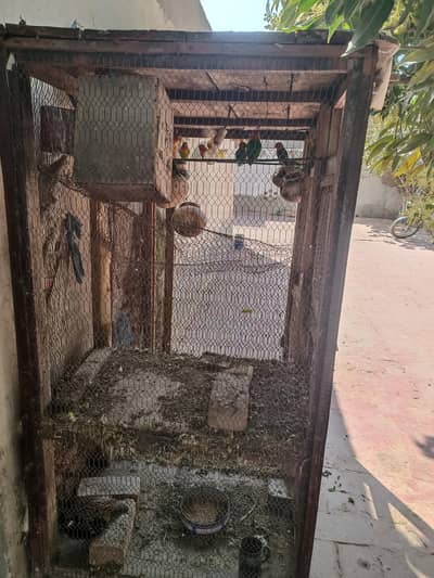 Love birds with pair