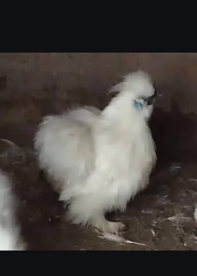 silki femil egg laying