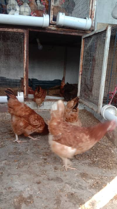 Desi egg lying hens for sell