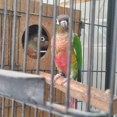 yellow sided conure (red factor) breeder pair