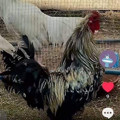 bantam male Rooster for sale very beautiful fancy bird