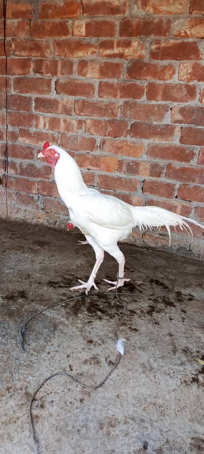 white Aseel Murga murgi