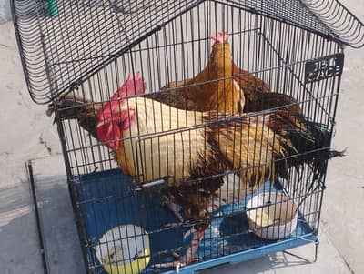 Egg laying hens