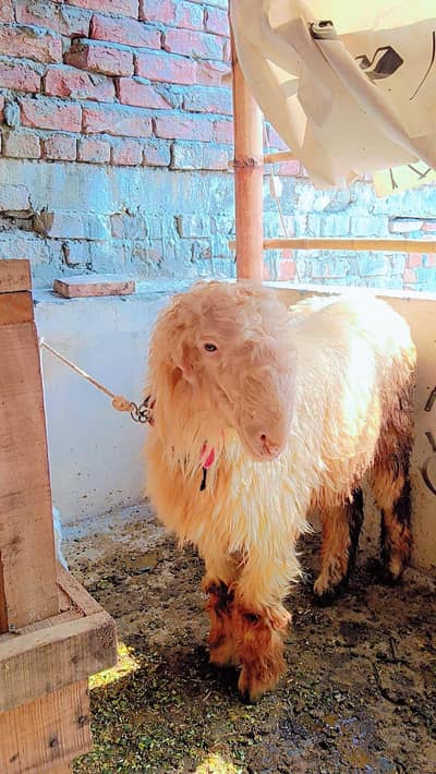 mundra kaka bila chatra age 8 sy 9 month