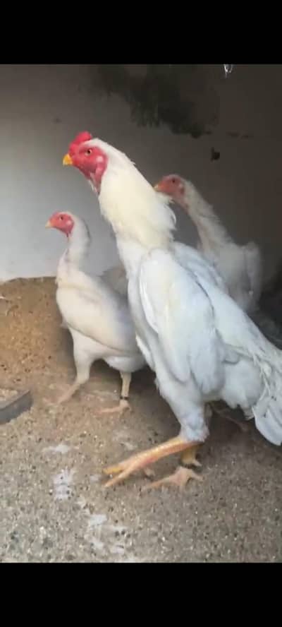 White Shamo paper white set for sale