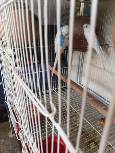 love birds and bajri full size