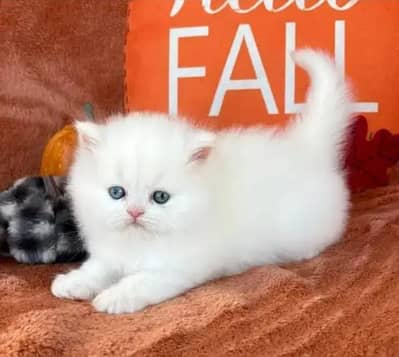 Persian female kitten for sale My WhatsApp number 03 25 022 67 56