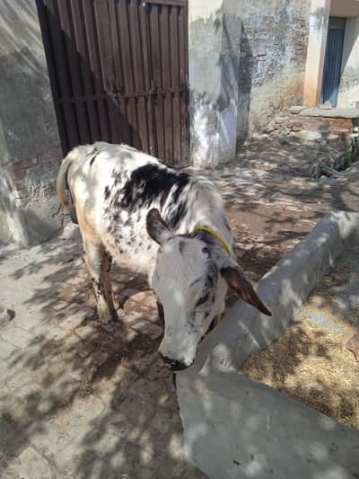 cow bht khubsorat haldy active