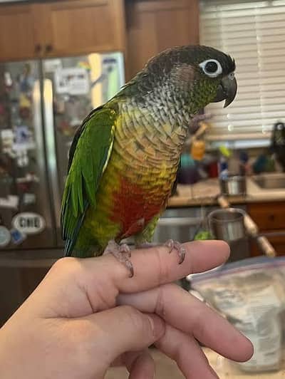 full hand tame canoure parrot look like this picture