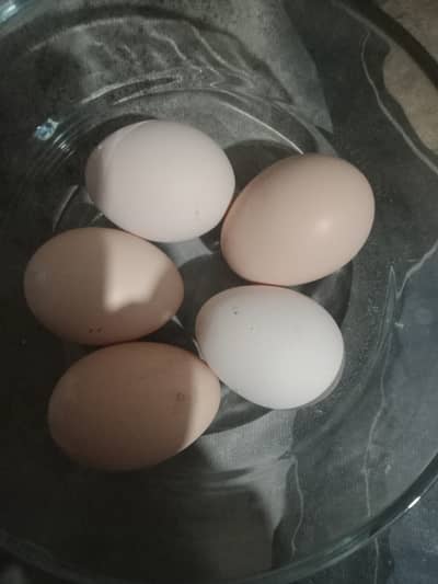Desi eggs. For sale