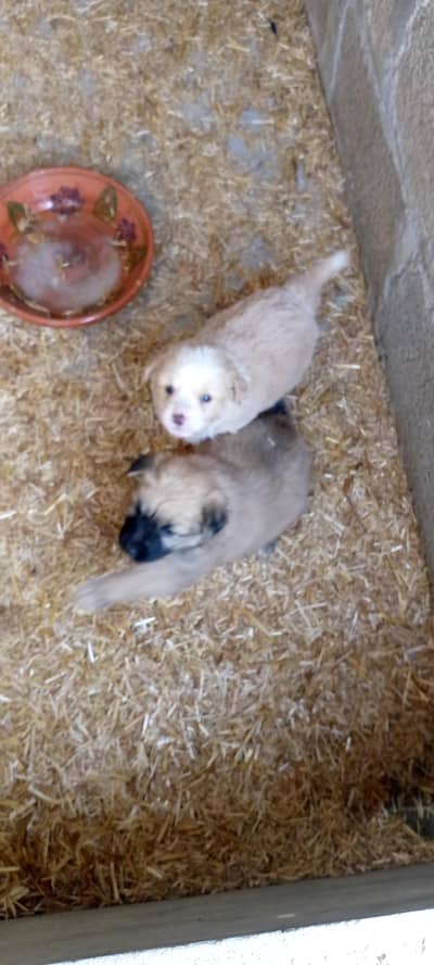 Russian shitzoo puppies for sale