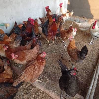 Golden misri. . . Whatapp num 03706572301