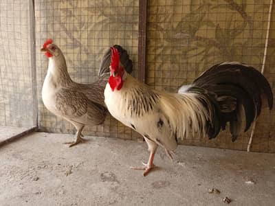 Phoenix Male & Female pair for sale breeder pair