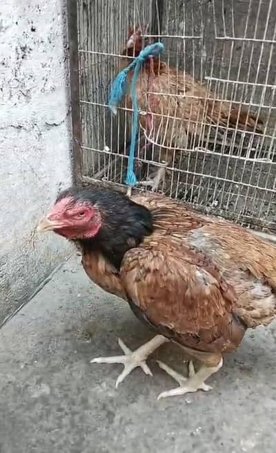 aseel mianwali female triple body